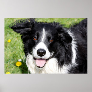 Foto eines Hundes Poster