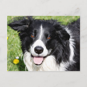 Foto eines Hundes Postkarte