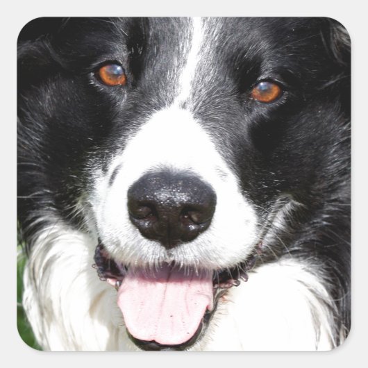 Foto eines Hundes Quadratischer Aufkleber (Vorderseite)