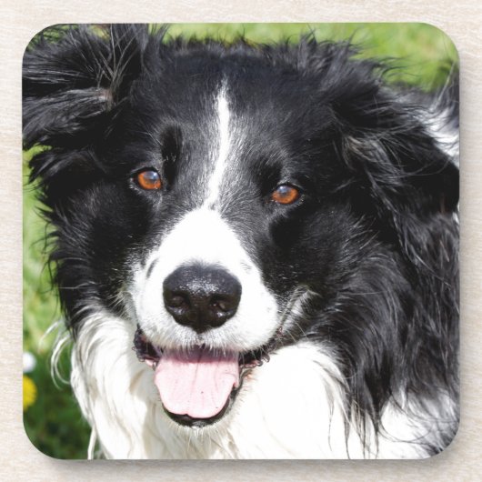 Foto eines Hundes Untersetzer (Vorderseite)