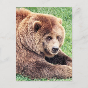 Foto eines kuscheligen braunen Bären Postkarte