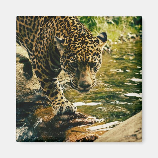 Foto eines Leoparden, der einen Bach überquert Magnet (Vorne)