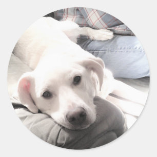 Foto eines Niedlichen, müde weißen Hundes mit best Runder Aufkleber