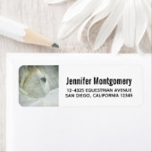 Foto eines schönen Weißen Pferdes im Winter (Insitu)