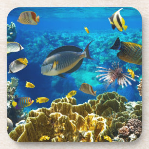 Foto eines tropischen Fisches auf einem Getränkeuntersetzer