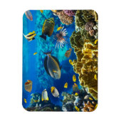 Foto eines tropischen Fisches auf einem Korallenri Magnet (Vertikal)