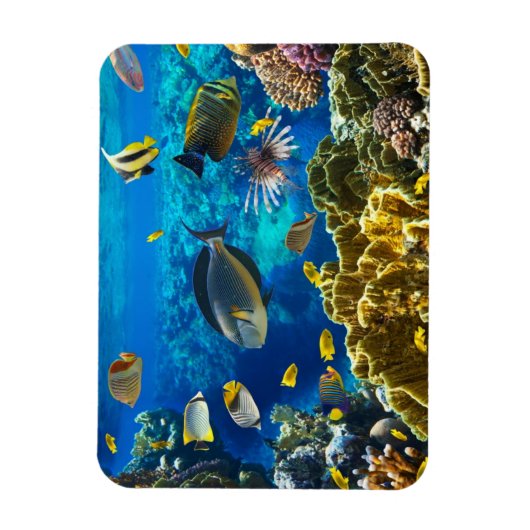 Foto eines tropischen Fisches auf einem Korallenri Magnet (Vertikal)