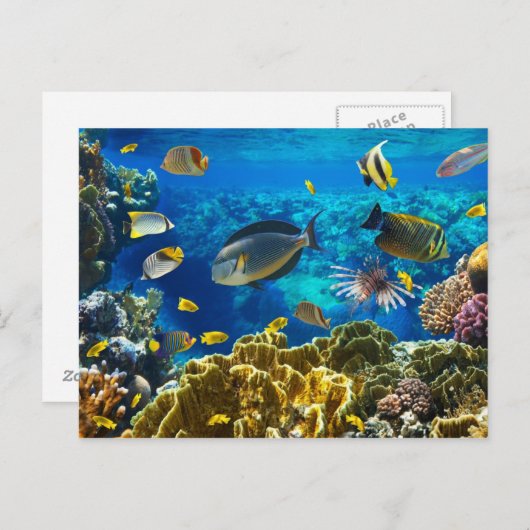 Foto eines tropischen Fisches auf einem Korallenri Postkarte (Vorne/Hinten)