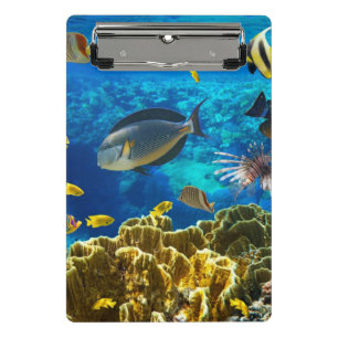 Foto eines tropischen Fisches auf einem Mini Klemmbrett