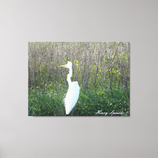 Foto eines wilden Egret auf der Leinwand. Leinwanddruck