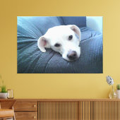 Foto eines wunderschönen und Friedlichen Weißen Hu Leinwanddruck (Insitu (Wohnzimmer))