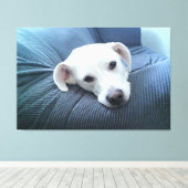 Foto eines wunderschönen und Friedlichen Weißen Hu Leinwanddruck (Insitu (Holzboden))