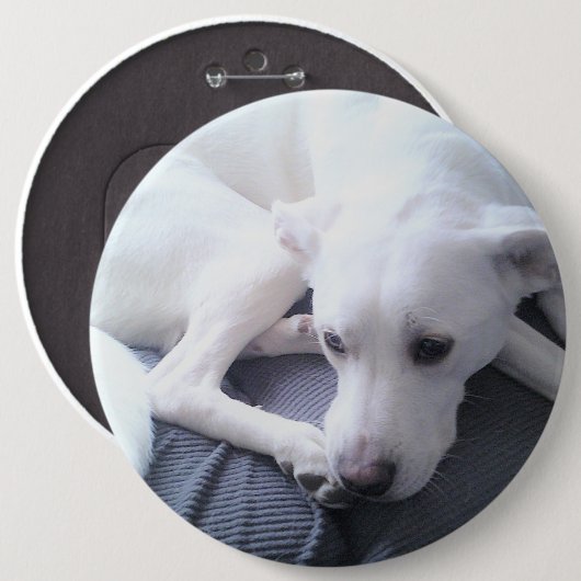 Foto eines wunderschönen White Labrador Retriever  Button (Vorne & Hinten)