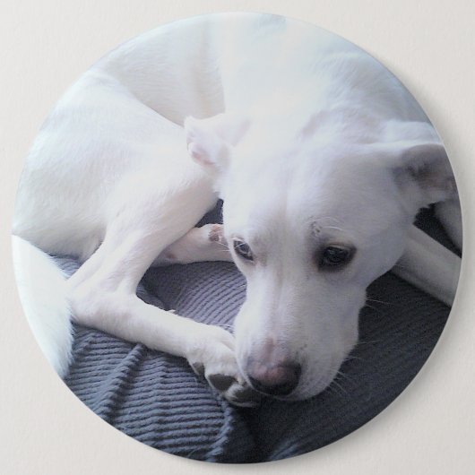 Foto eines wunderschönen White Labrador Retriever  Button (Vorderseite)