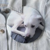 Foto eines wunderschönen White Labrador Retriever  Button (Beispiel)