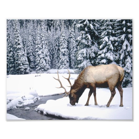 Foto "Elch Snow Scene" (Vorne)