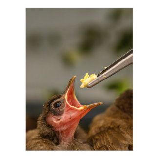 Foto-Erweiterung Fotodruck