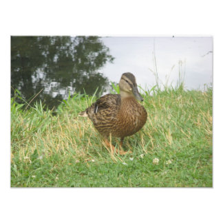 Foto-Erweiterung für Mallard Fotodruck