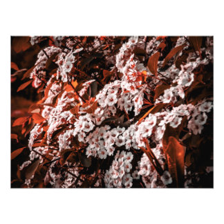 Foto-Erweiterungspapier Fotodruck