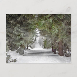 Foto "Forest Road Snow Pine Tree" Postkarte