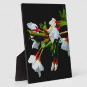 Foto Fotoplatte (Seite)