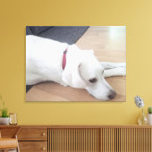 Foto Friedlicher weißer Hund mit rotem Collar Medi Leinwanddruck (Insitu (Wohnzimmer))