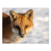 Foto "Frosty Nose Fox" (Vorne)
