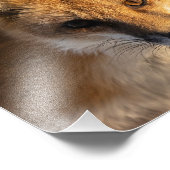 Foto "Frosty Nose Fox" (Ecke)