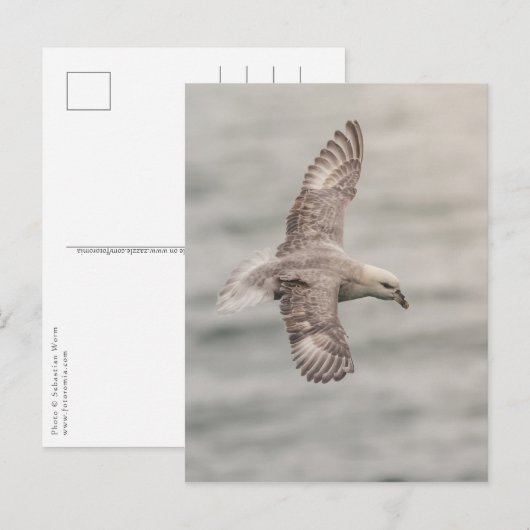 Foto Fulmar Nature Postkarte (Vorne/Hinten)