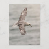 Foto Fulmar Nature Postkarte (Vorderseite)