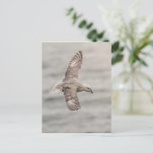 Foto Fulmar Nature Postkarte (Stehend Vorderseite)