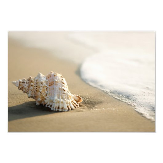 Foto für Beach Muschel (Vorne)