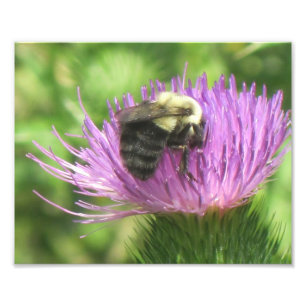 Foto für Bienen und Flecken