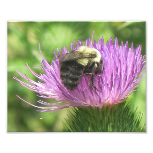 Foto für Bienen und Flecken (Vorne)