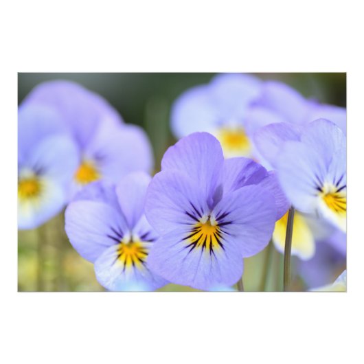 Foto für bleiblaue Stiefmütterchen (Vorne)