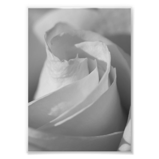 Foto für die B&W-Blume (Vorne)