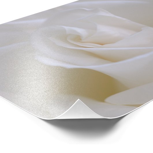 Foto für die Blume "White Rose" (Ecke)