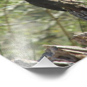 Foto für Frauen im nördlichen Kardinal (Ecke)