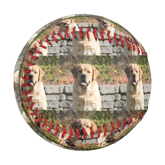 Foto für Haustiere Baseball (Vorderseite Links)