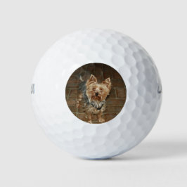 Foto für Haustiere oder Familienmitglieder Golfball