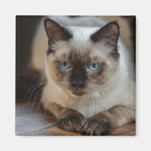 Foto für Haustiere Personalisiert Magnet