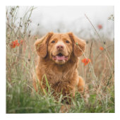 Foto für Haustiere Würfel (Rechts)