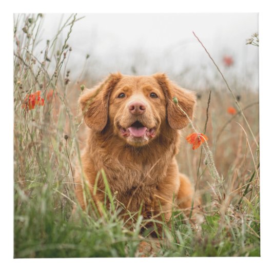 Foto für Haustiere Würfel (Rechts)