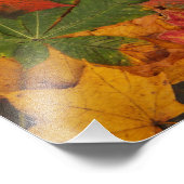 Foto für Herbst-Herbstlaube (Ecke)