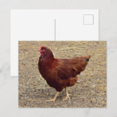 Foto für Hühner Postkarte (Vorne/Hinten)