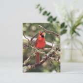 Foto für männliche Kardinäle Postkarte (Stehend Vorderseite)
