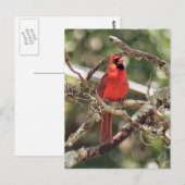 Foto für männliche Kardinäle Postkarte (Vorne/Hinten)