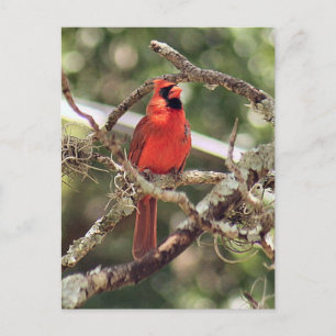 Foto für männliche Kardinäle Postkarte