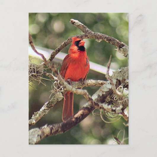 Foto für männliche Kardinäle Postkarte (Vorderseite)