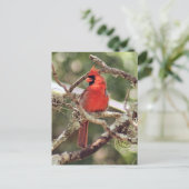 Foto für männliche Kardinäle Postkarte (Stehend Vorderseite)